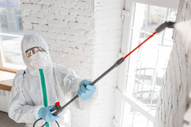 Best Commercial Mold Inspection  in Lutz, FL