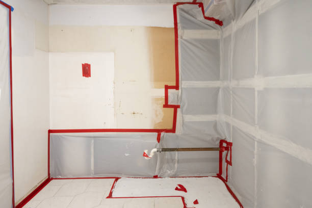 Best Basement Mold Removal  in Lutz, FL