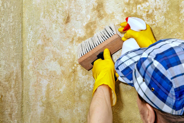 Best Indoor Air Quality Assessment  in Lutz, FL