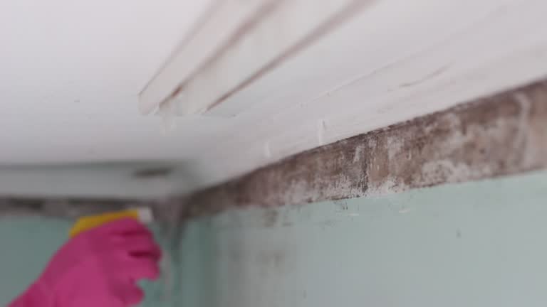 Best Dehumidification Services  in Lutz, FL